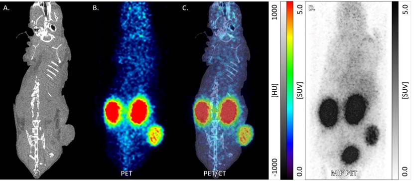 HER2奈米單株抗體 Ga-68-RAD202
